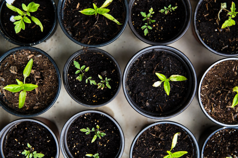 Spring Nature Activities For Preschoolers