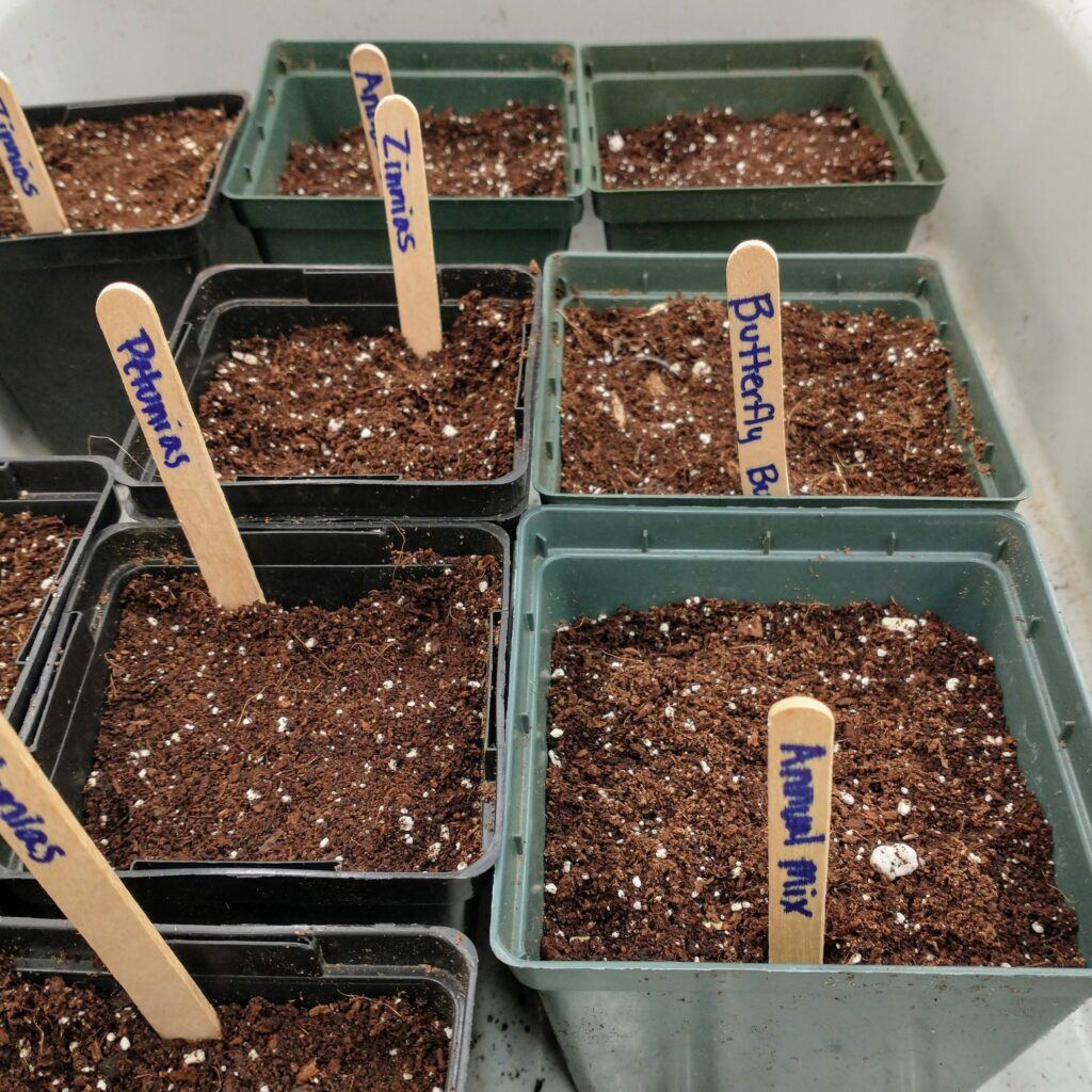 Planting Seeds Indoors With Kids