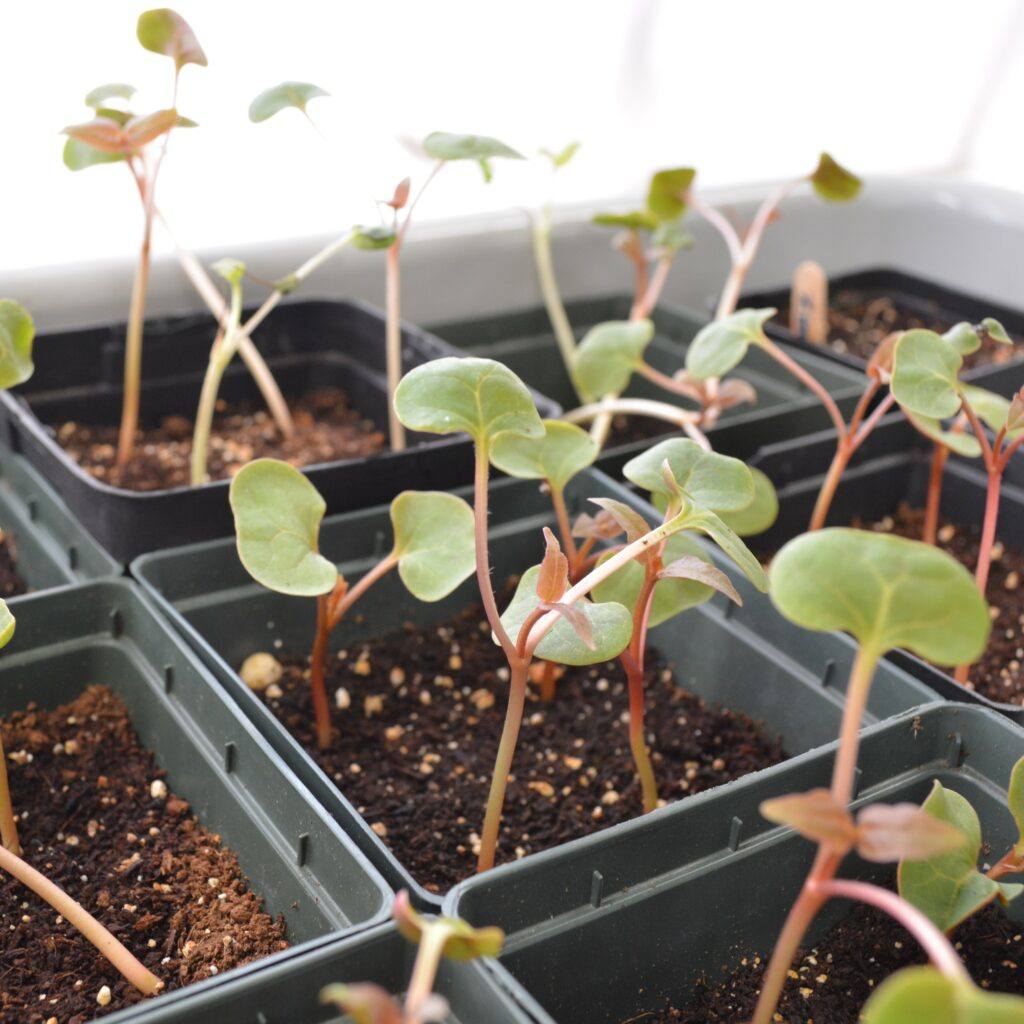 Planting Seeds Indoors With Kids