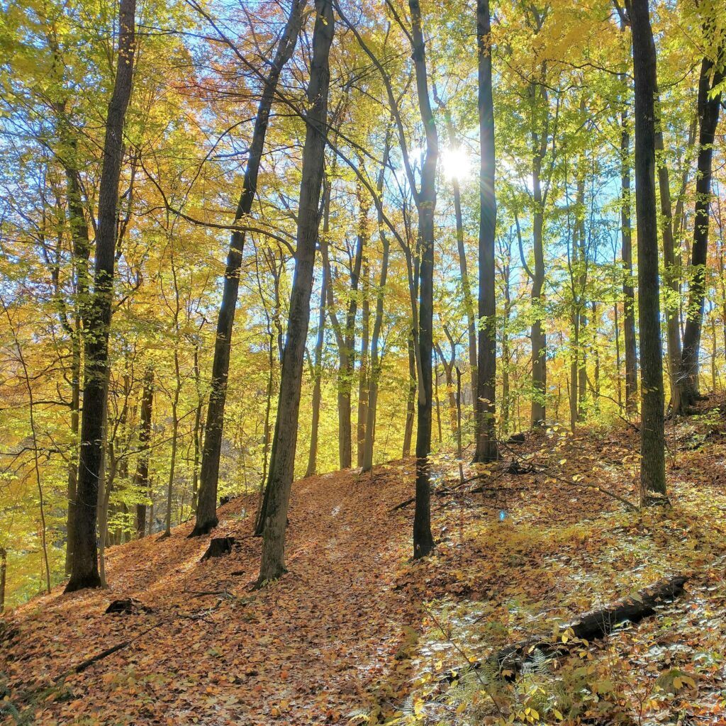 Earth Day Vs. Arbor Day - History & Ways to Celebrate - Grand Ravines Park in Jenison, Michigan