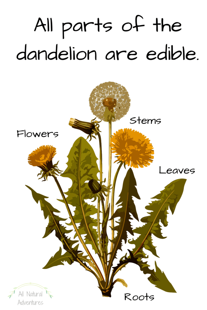 Fun Dandelion Facts For Kids - Edible Dandelions