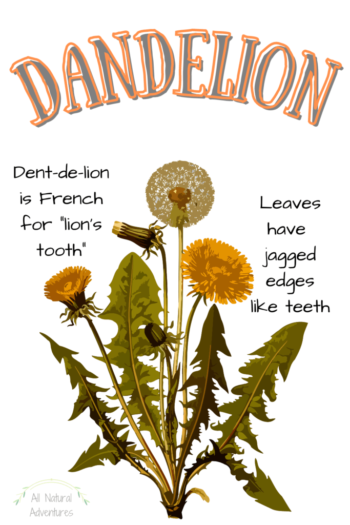 Fun Dandelion Facts For Kids