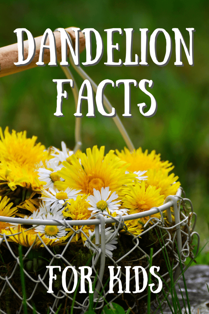 Fun Dandelion Facts For Kids - All Natural Adventures