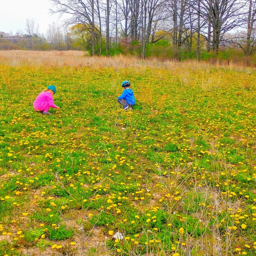 Fun Dandelion Facts For Kids