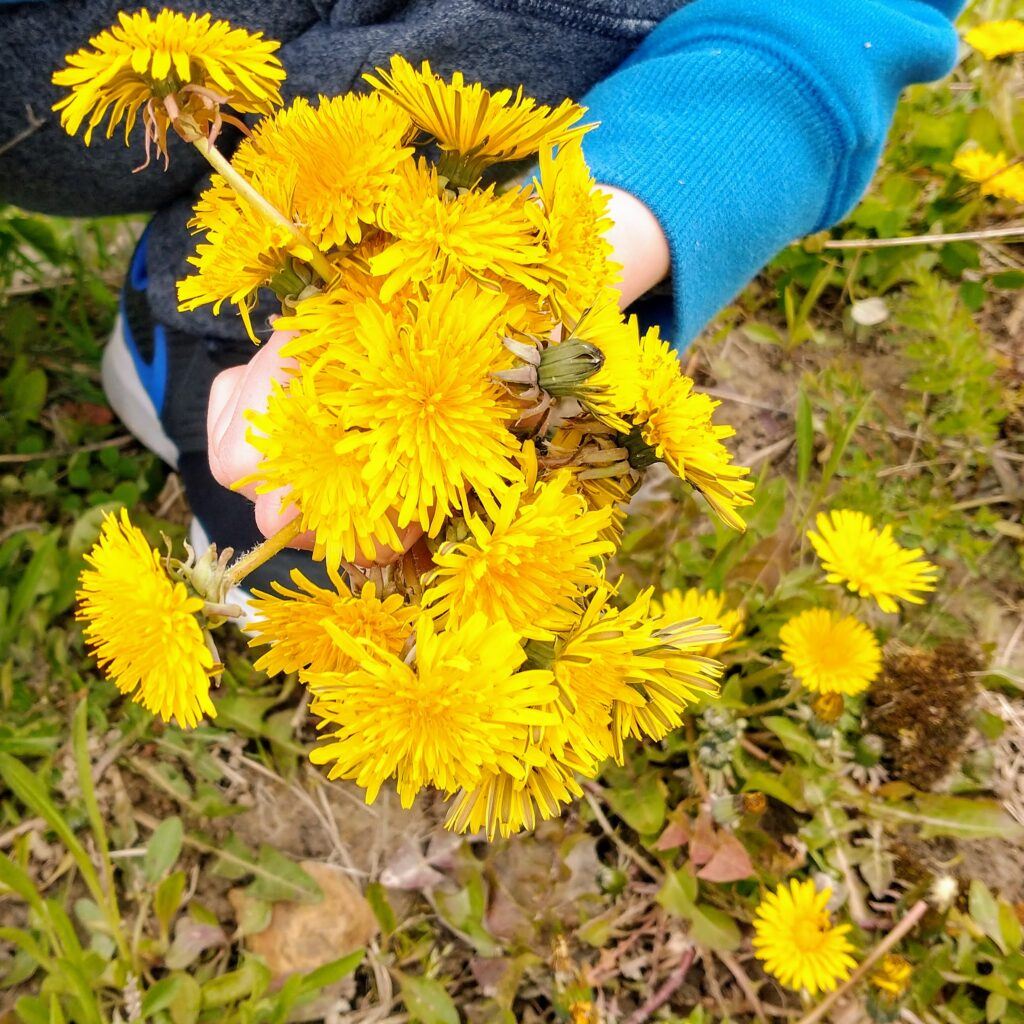 Fun Dandelion Facts For Kids