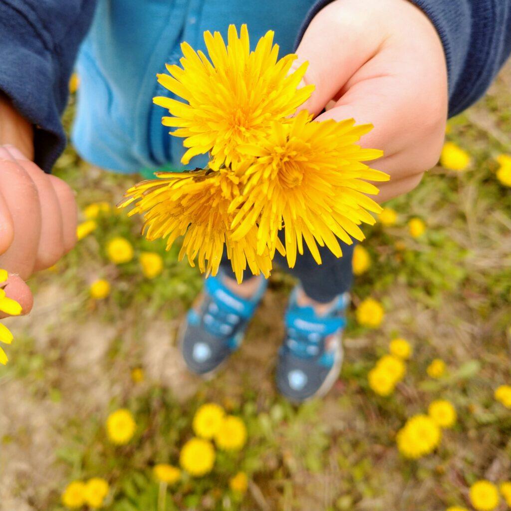 Fun Dandelion Facts For Kids