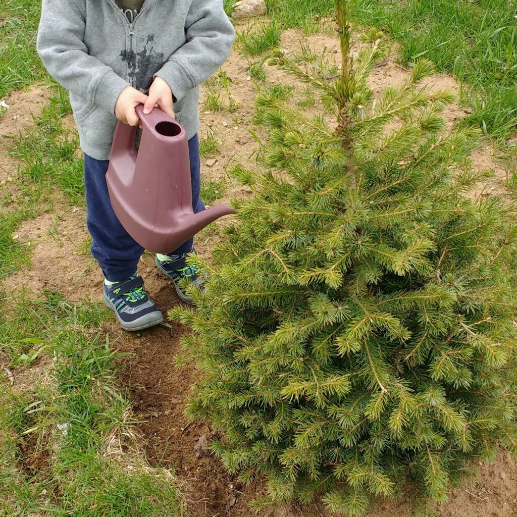 Earth Day Vs. Arbor Day - History & Ways to Celebrate