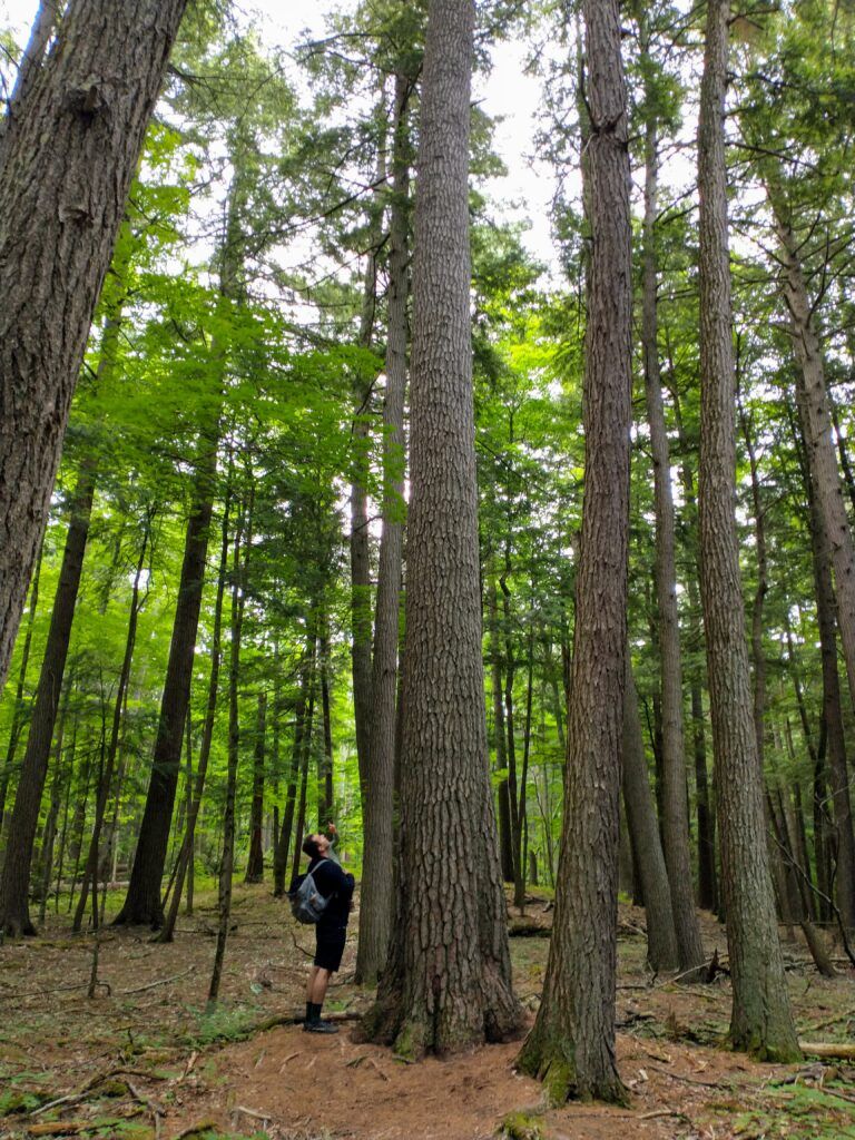 Exploring Hartwick Pines State Park In Grayling, Michigan