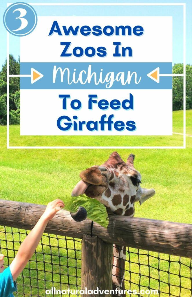 3 Awesome Zoos In Michigan To Feed Giraffes - Binder Park Zoo, Boulder Ridge Wild Animal Park, Detroit Zoo