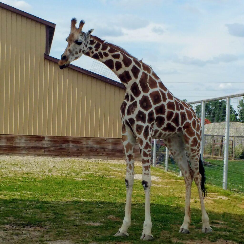 3 Awesome Zoos In Michigan To Feed Giraffes - Binder Park Zoo, Boulder Ridge Wild Animal Park, Detroit Zoo