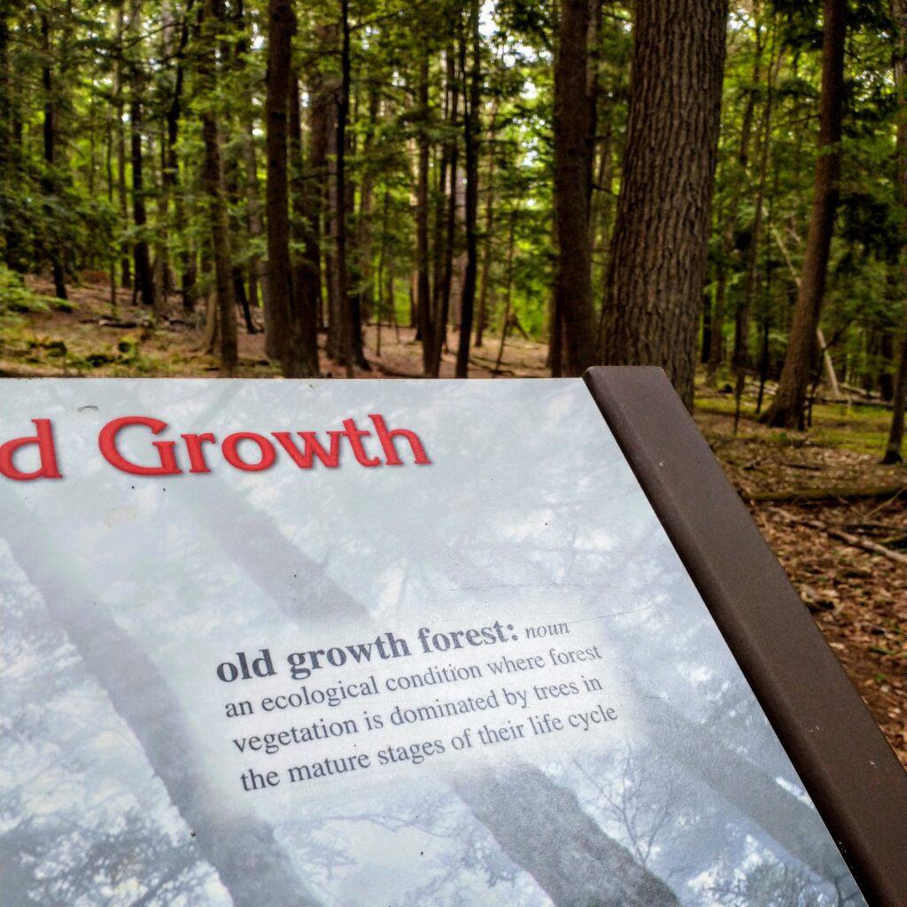 5 Amazing Benefits of Old Growth Forests - Hartwick Pines State Park, Michigan