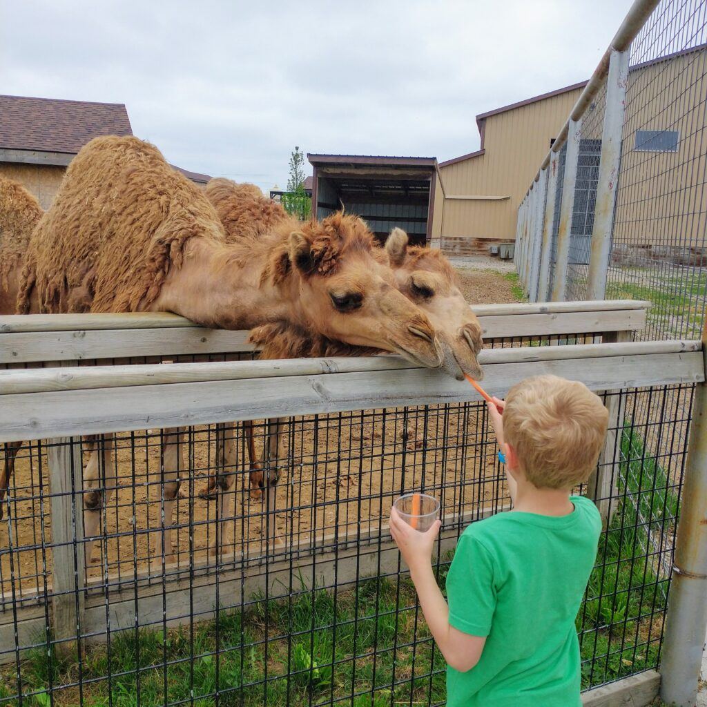 3 Awesome Zoos In Michigan To Feed Giraffes - Binder Park Zoo, Boulder Ridge Wild Animal Park, Detroit Zoo