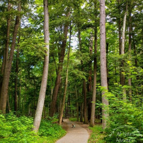 5 Amazing Benefits of Old Growth Forests