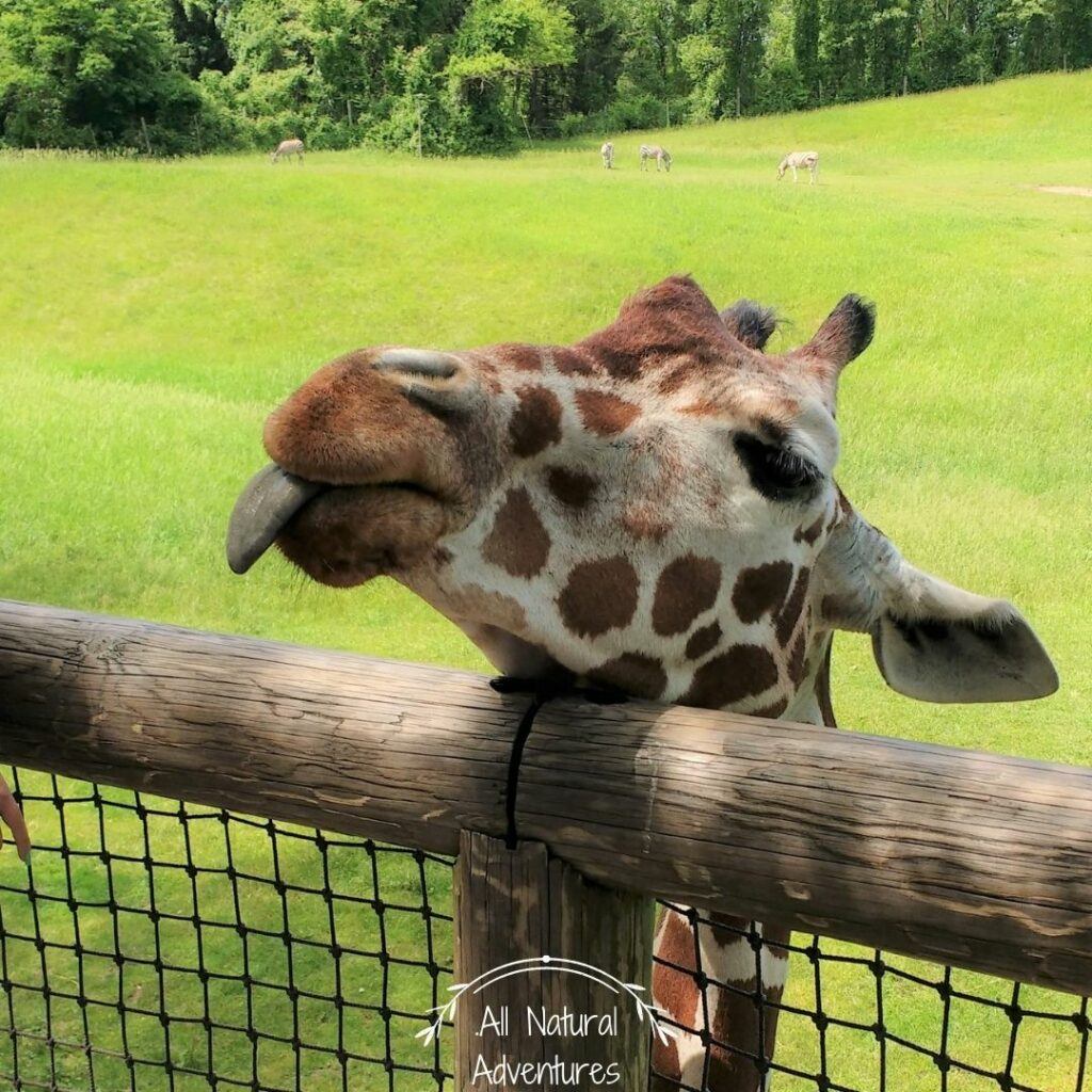 3 Awesome Zoos In Michigan To Feed Giraffes - Binder Park Zoo, Boulder Ridge Wild Animal Park, Detroit Zoo