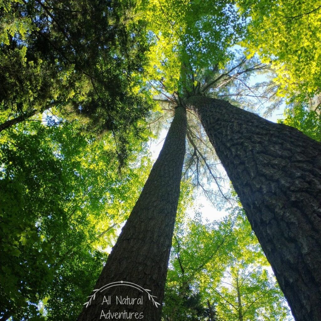 5 Amazing Benefits of Old Growth Forests - Hartwick Pines State Park, Michigan