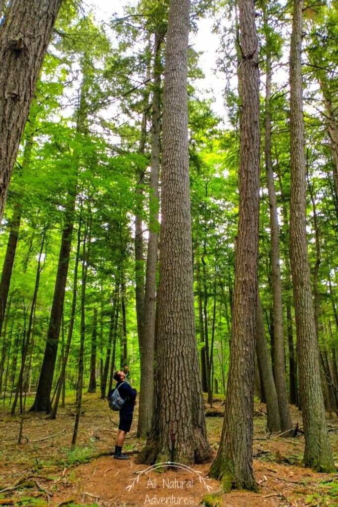5 Amazing Benefits of Old Growth Forests - Hartwick Pines State Park, Michigan