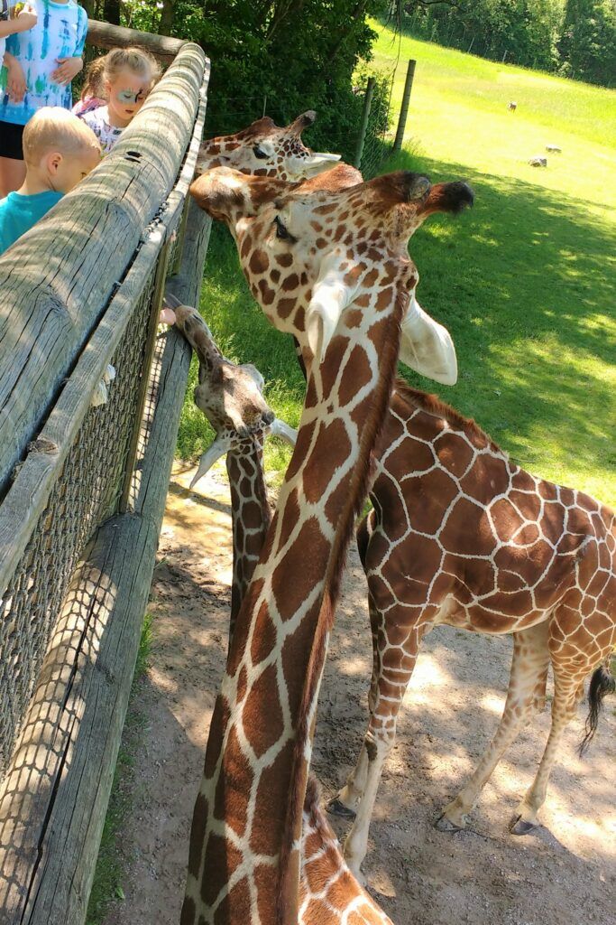 3 Awesome Zoos In Michigan To Feed Giraffes - Binder Park Zoo, Boulder Ridge Wild Animal Park, Detroit Zoo