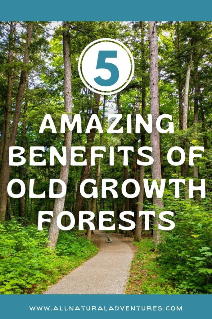 5 Amazing Benefits of Old Growth Forests