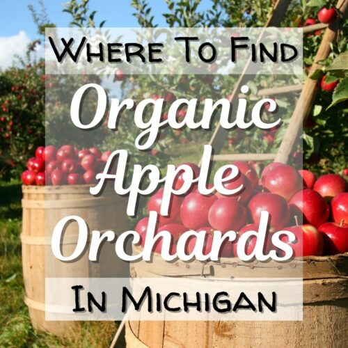Visit An Organic Apple Orchard For Michigan Fall Magic
