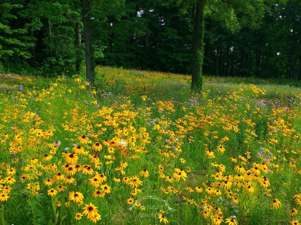 Beautiful Places to Photograph at the Grand Ravines Park - Ottawa County, West Michigan