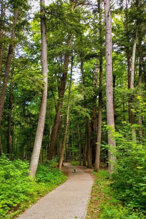 Best Michigan Hikes for Families - Old Growth Forest Trail at Hartwick Pines State Park (Grayling, MI)